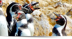 Viaggio in Peru, Offerte di Viaggi Organizzati