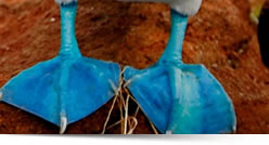 Viaggi organizzati in Perù ed Ecuador, Tour Combinati Machu Picchu e Galapagos